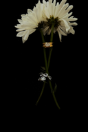 VIVIENNE RING